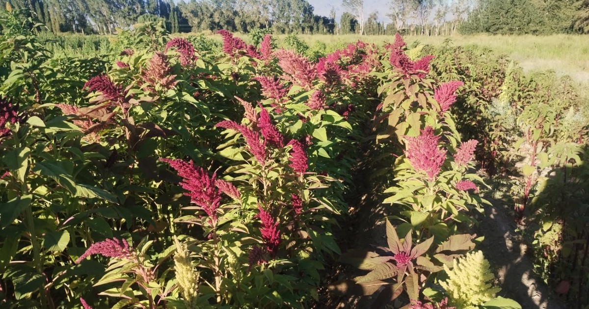 Iglesia y Jáchal prueban quinoa, amaranto y maíz para diversificar su producción