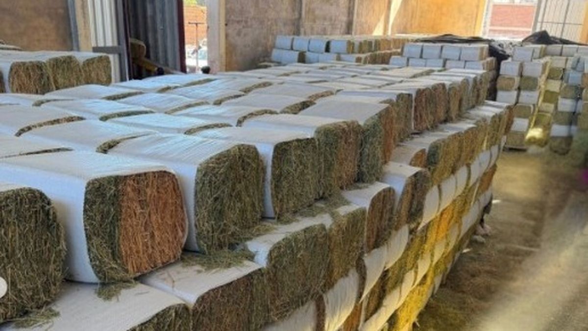 Una empresa sanjuanina amplió su planta de alfalfa y buscará producción de 5.000 hectáreas