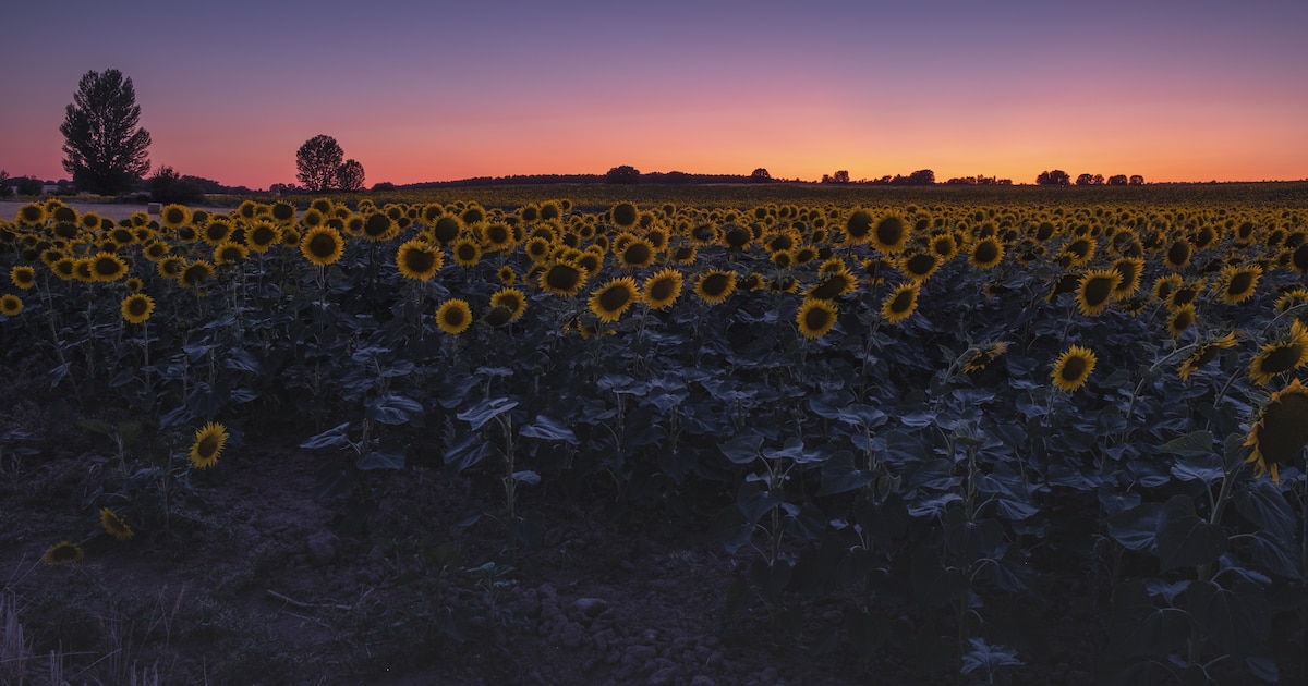 El girasol alcanzaría 7,2 millones de toneladas y recupera protagonismo en el agro
